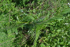 Calamus metzianus